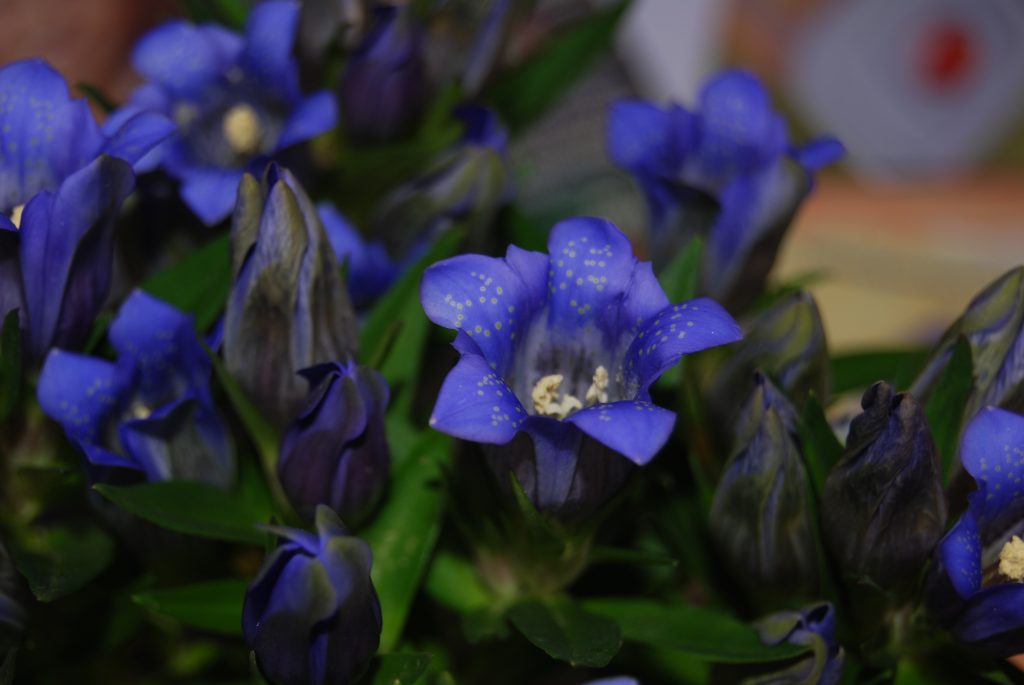 A closeup of the Gentiana scabra, the Japanese gentian.