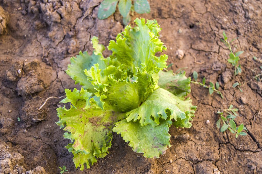 Pictures of aysberg plant grown in the garden