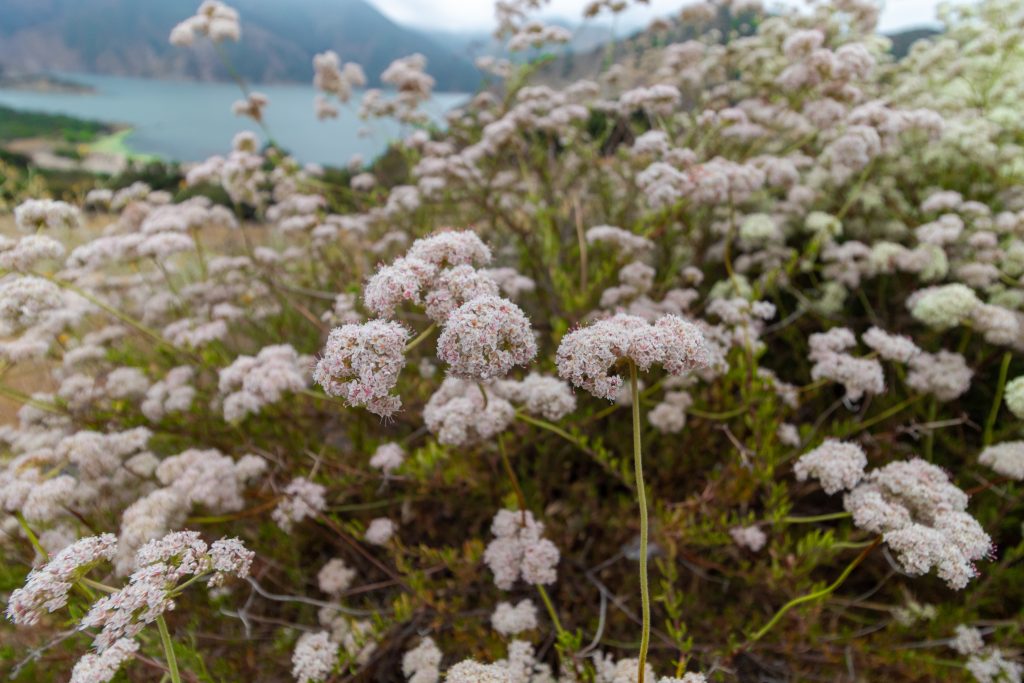 A closeup of light pink-colored flowers captured at the Pyramid Lake in California