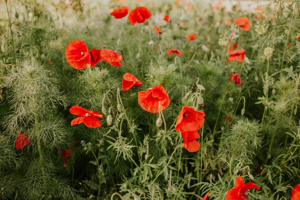 A closeup shot of beautiful red poppies in a field in the daylight