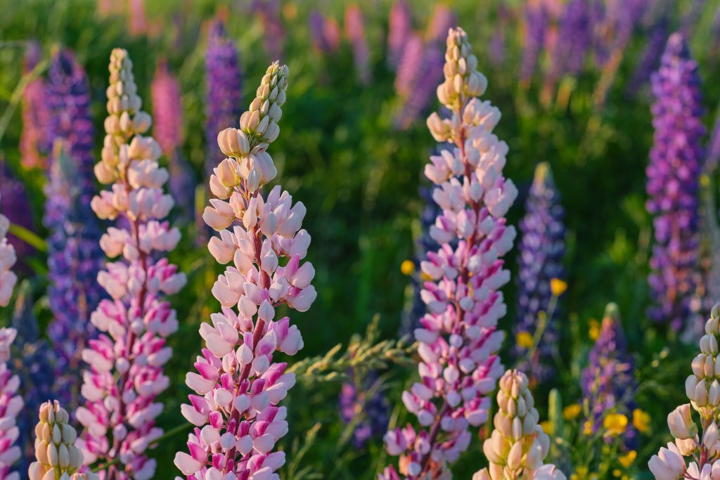 Lupine flower background, field of lupine flowers in sunset rays, summer time, white northern nights. Close-up in color, blurred background