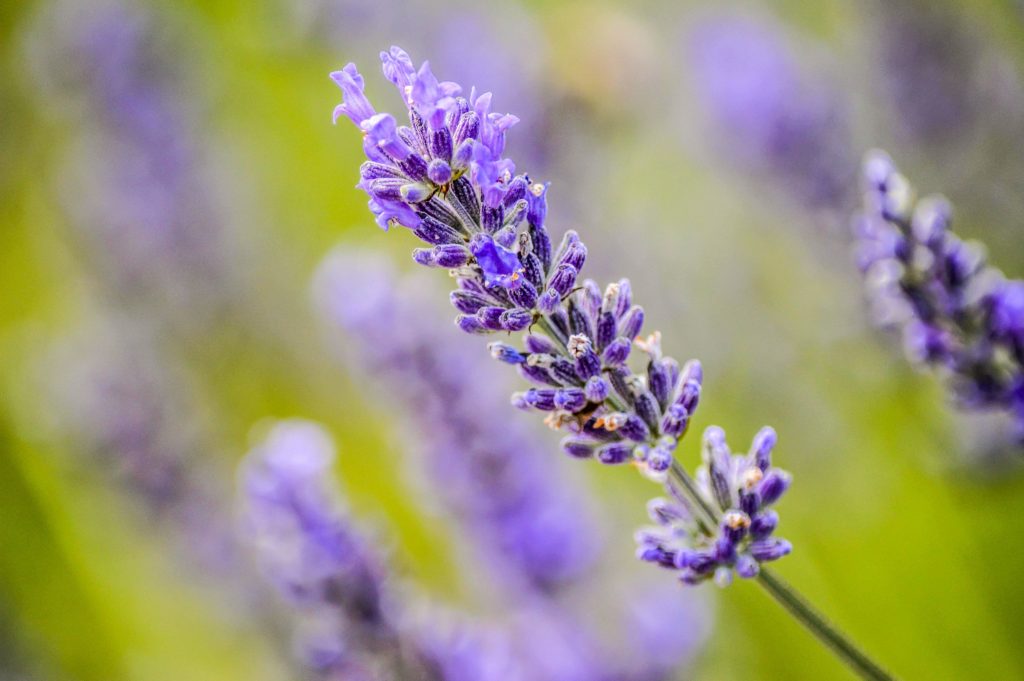 A shallow focus shot of a purple flower in a green blurry background